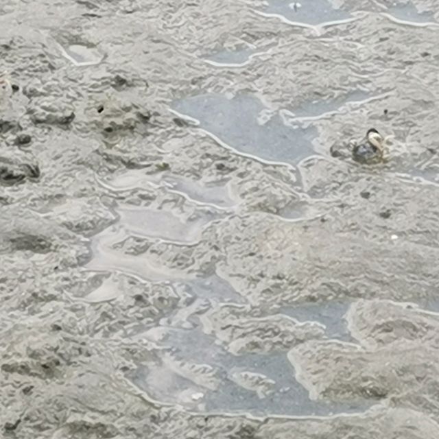 貝澳沙灘摸蜆遊