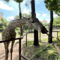 中國深圳｜野生動物園親親長頸鹿🦒小香豬🐷