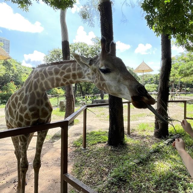中國深圳｜野生動物園親親長頸鹿🦒小香豬🐷