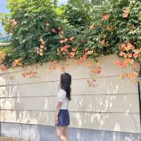 경주 황리단길 능소화스팟