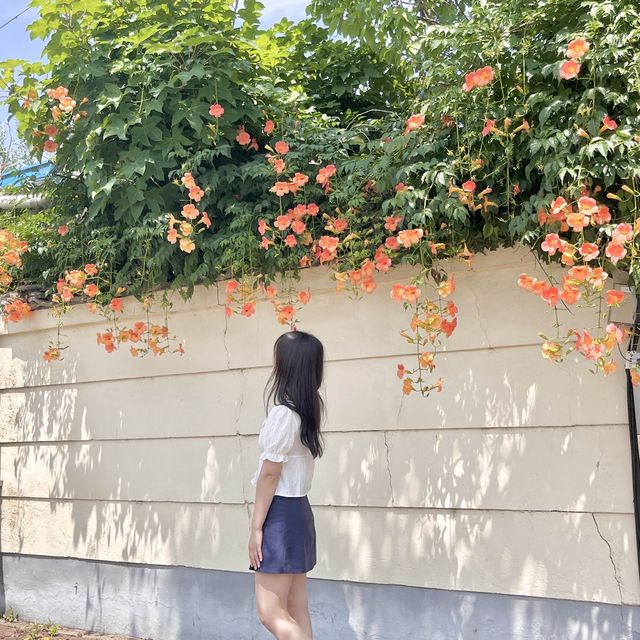 경주 황리단길 능소화스팟