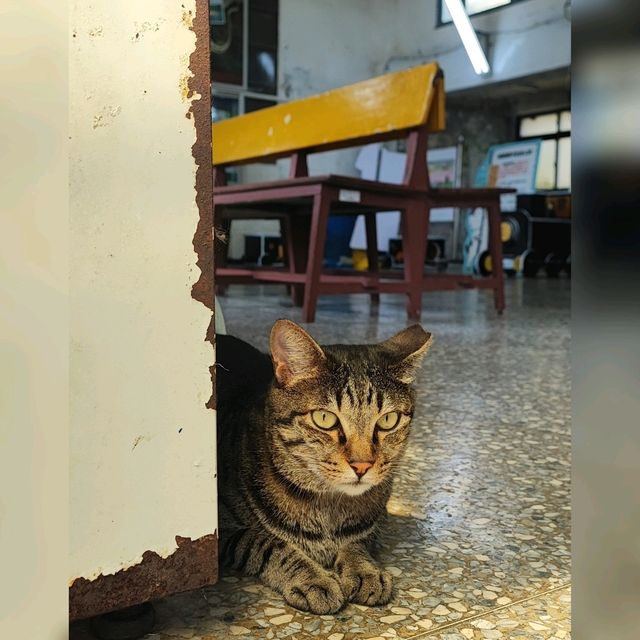 貓奴必去既台灣貓村！😍