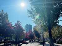 ใบไม้เปลี่ยนสีที่ GYEONGUI LINE FOREST PARK