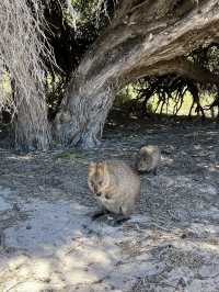 西澳的Rottnest Island：水清沙幼沙灘與微笑袋鼠的天堂！🏝️🌊🦘
