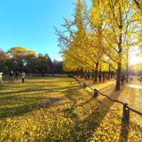 Beautiful Autumn of Beonjusa Temple 