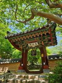 멋진 풍경의 보성 대원사에서 힐링🌳🌳