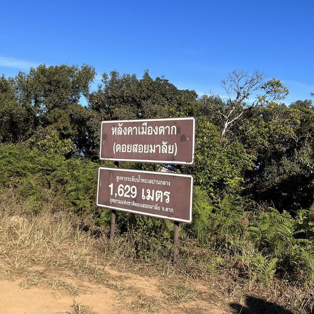 กางเต้นท์ชิวๆ ที่หลังคาเมืองตาก ดอยสอยมาลัย