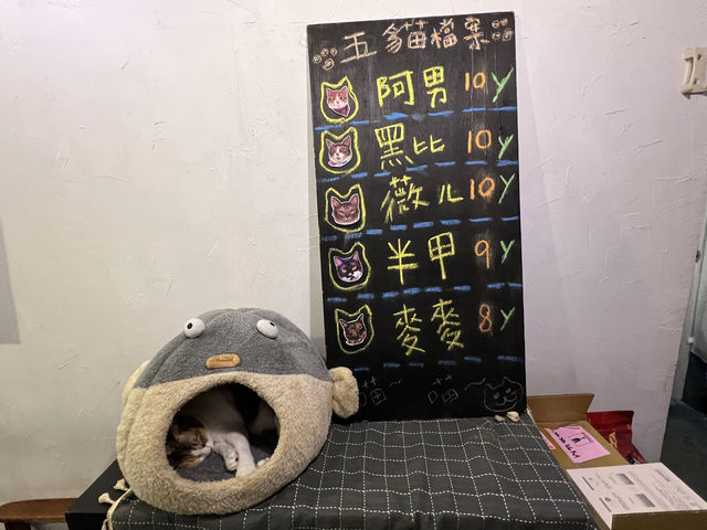 台北東區-愛貓族不可錯過的貓咪咖啡店Toast Chat