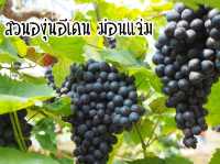 สวนองุ่นอีเดน ม่อนแจ่ม จ.เชียงใหม่