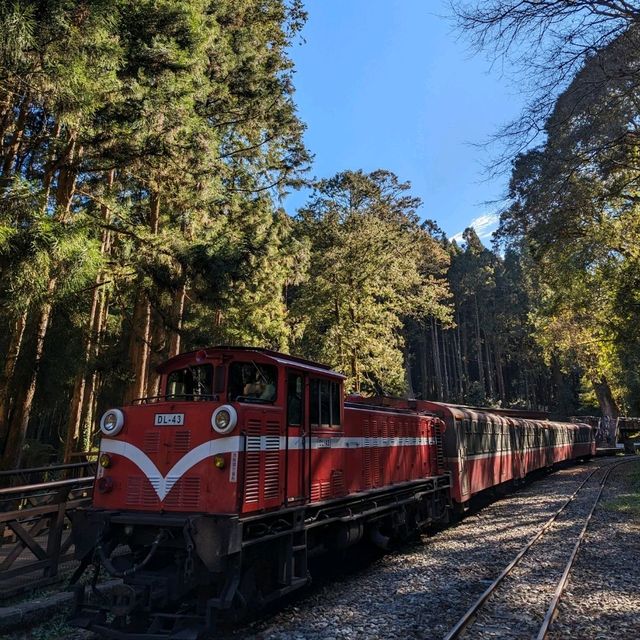 阿里山國家森林遊樂區