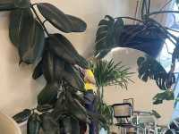 Mellow Mellow Cafe Khonkaen