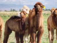 Day trip to Singing Dune and Camel’s Milk?!