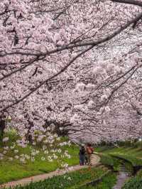 【春の横浜もおすすめ！✨】神奈川県で見れるおすすめの桜スポット！🌸