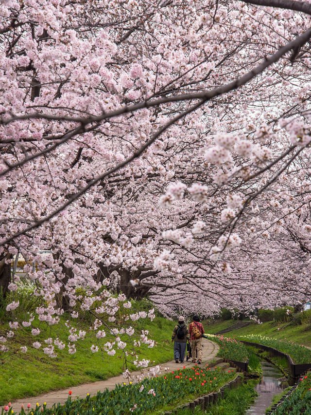 【春の横浜もおすすめ！✨】神奈川県で見れるおすすめの桜スポット！🌸