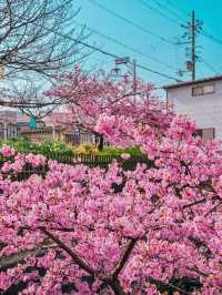 関西一の河津桜スポット🌸