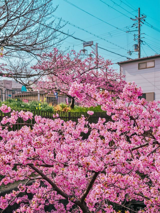 【京都】関西一の河津桜スポット🌸