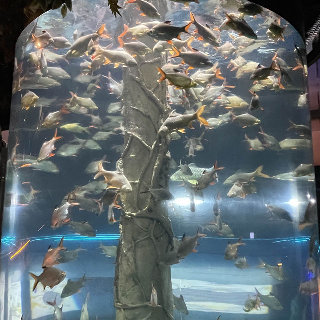 吉隆坡城中城水族館