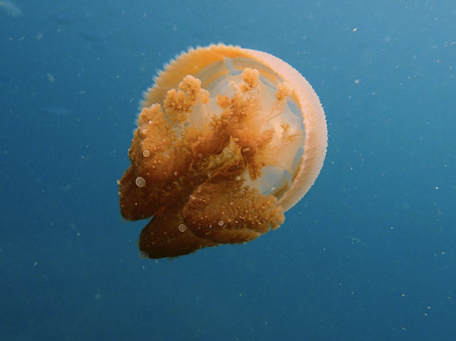 泰國布吉島潛水