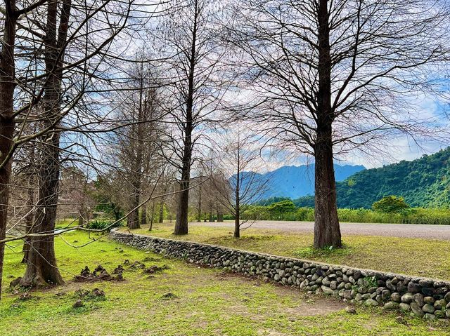 【臺北景點】蜊埤湖：秋冬賞落羽松，放鬆心情的好地方