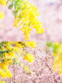 【蔵前神社】ミモザも一緒に楽しめる桜おすすめスポット