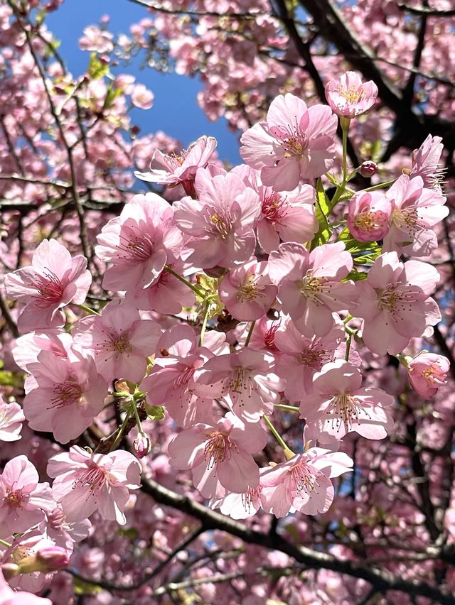 【子安稲荷神社/東京都】満開時は社殿が隠れるほどの河津桜