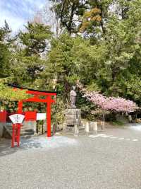 【伊古奈比咩命神社/静岡県】伊豆最古の宮と桜