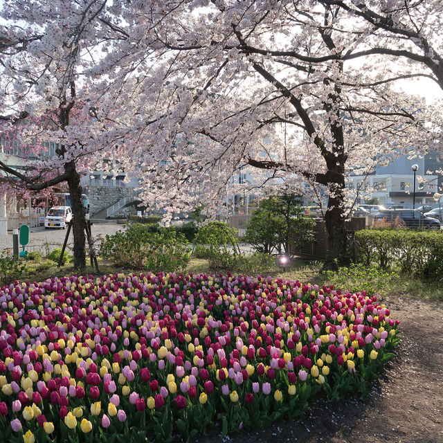 びわ湖大津館の桜とチューリップ