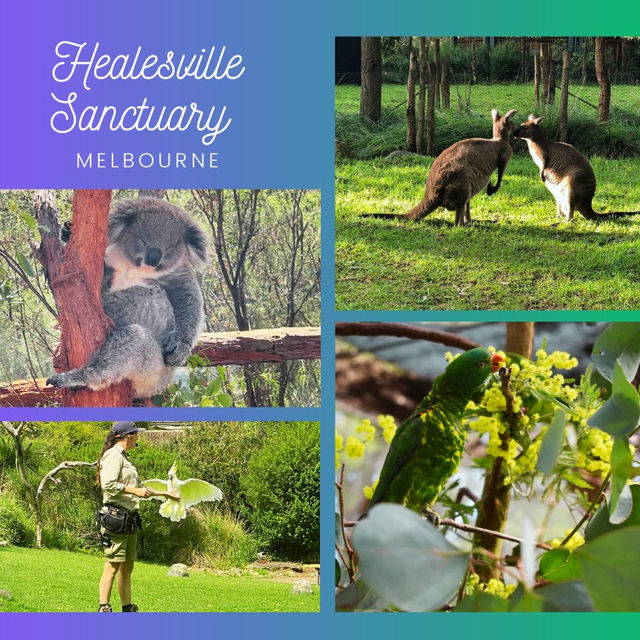 Australian Wildlife at Healesville Sanctuary🦘