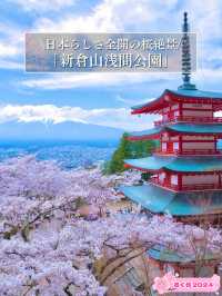 【山梨・桜】海外からも大絶賛✨「the 日本の絶景」が見られる桜のスポット🌸🇯🇵