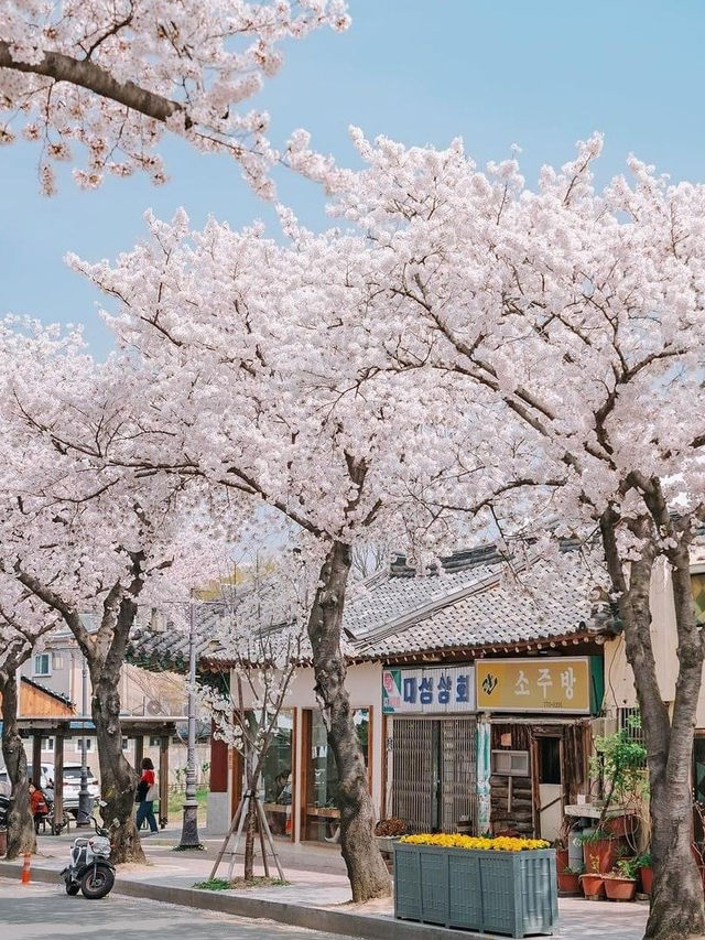 ซากุระที่เมืองมรดกโลก "คยองจู" 