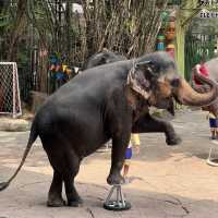 ซาฟารีเวิลด์ (Safari World Bangkok) - สวนสัตว์ในกรุ
