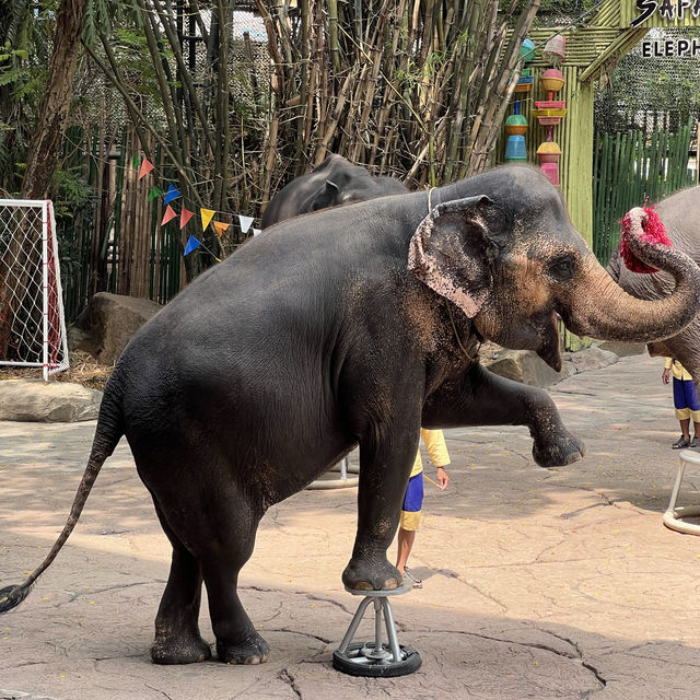ซาฟารีเวิลด์ (Safari World Bangkok) - สวนสัตว์ในกรุ