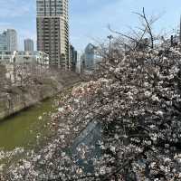 2024年4月2日東京目黑川櫻花