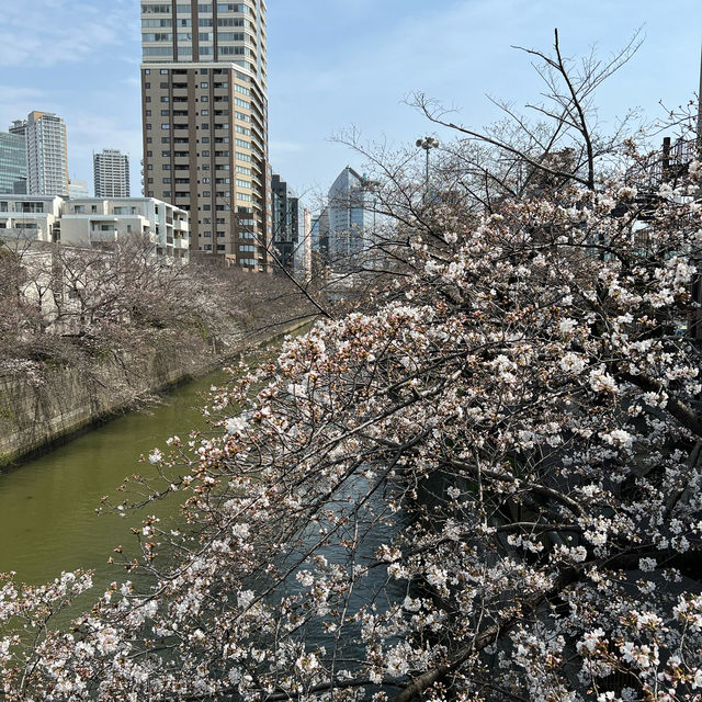 2024年4月2日東京目黑川櫻花