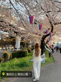 1kmにわたる桜並木が圧巻！隅田公園の桜🌸
