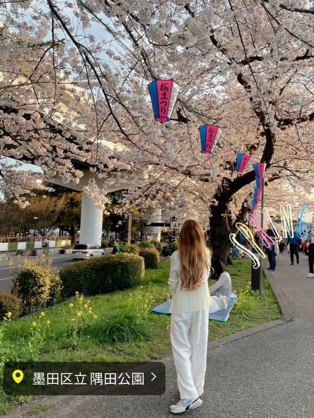 1kmにわたる桜並木が圧巻！隅田公園の桜🌸