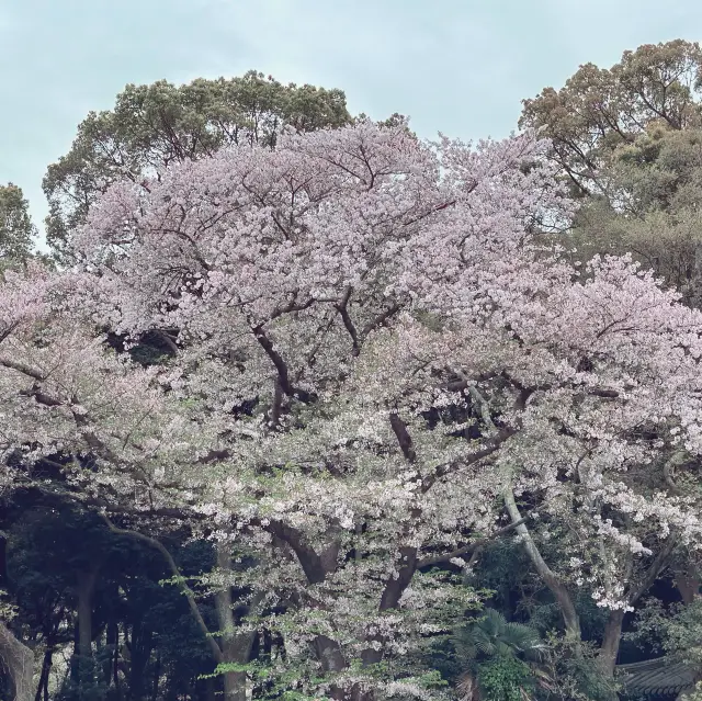 🌸 계절의 변화가 느껴지는 삼성혈 벚나무