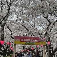 埼玉の桜スポット