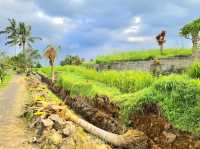 Jatiluwih Rice Terraces