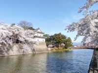 Sakura season in Shibata castle 🌸