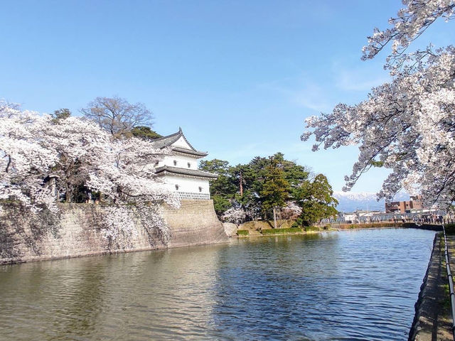 Sakura season in Shibata castle 🌸