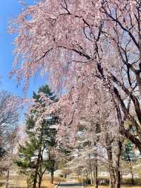아련함 가득한 수양벚꽃 보고 가세요🌸