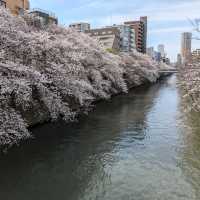 桜満開の目黒川