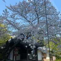 京都の綺麗な桜達🌸