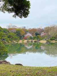 迫力満点！六義園の桜