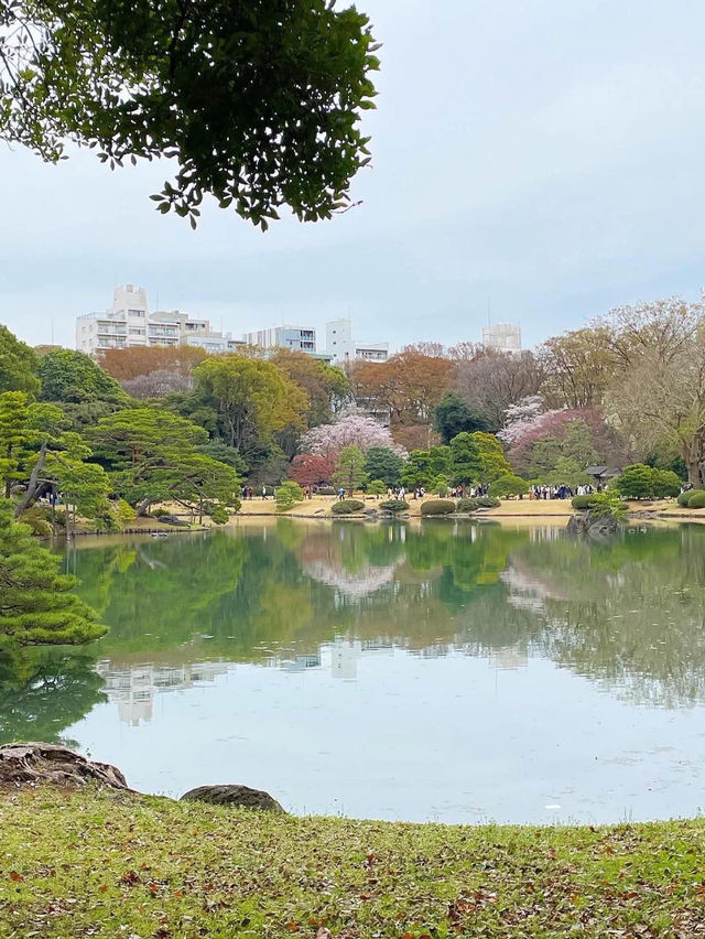 迫力満点！六義園の桜