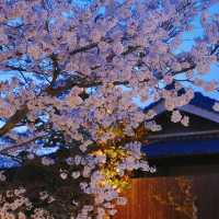 「札幌大通公園～夜櫻景緻」