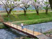 ชมซากุระกว่า280ต้น ริมแม่น้ำ Funakawa 