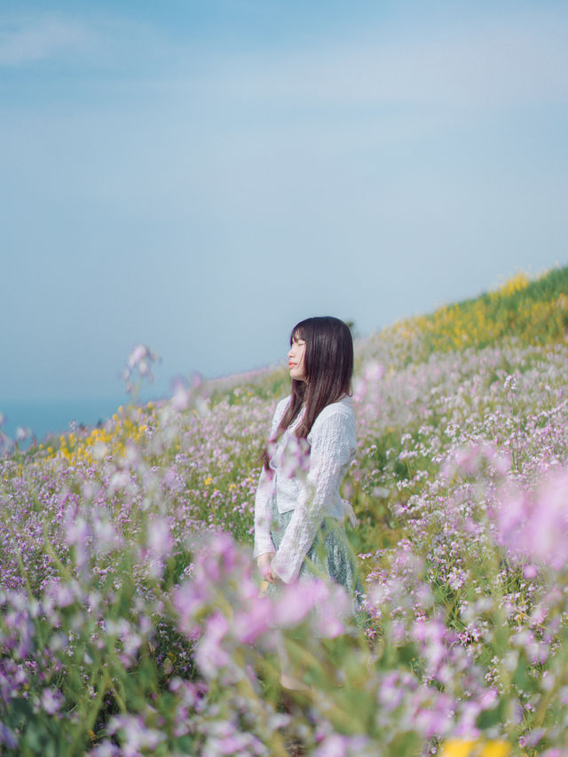 🇰🇷濟州島｜在咸德犀牛峰的隱藏版景點-蘿蔔花💜