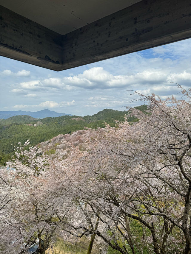 【奈良・吉野】一目で千本の桜をながめる